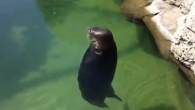 Spinning Hawaiian Monk Seal in Water