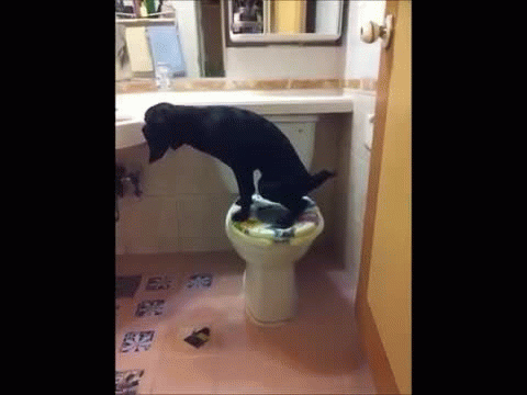 Dog uses the toilet and flushes it