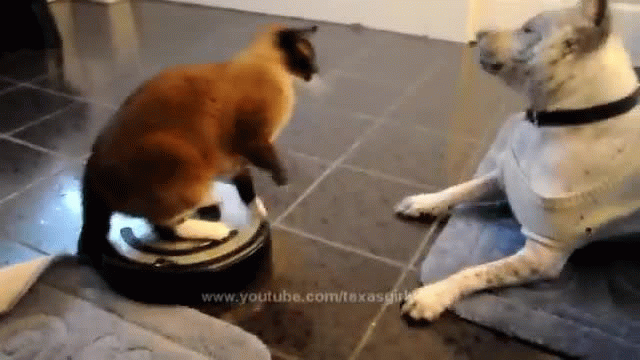 Roomba Cat Vs. Dog